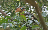 Rusty-cheeked Brown Hornbill