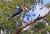 Lesser Adjutant