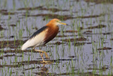 Javan Pond Heron