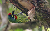 Coppersmit Barbet