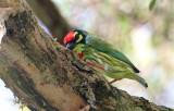 Coppersmit Barbet