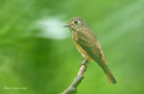 Ferruginous Flycatcher