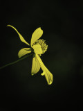 Yummy Yellow Curly Haired Flower 