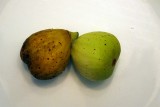 Unkn Green River Fig - Two Figs - Exterior 1.jpg