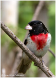 Cardinal  poitrine rose (m) / Pheucticus ludovicianus