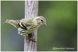 Tarin des pins / Spinus pinus 