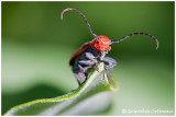 Longicorne de lasclépiade / Tetraopes tetrophthalmus