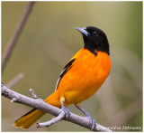 Oriole de Baltimore (m) / Icterus galbula