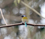 Fork-tailed Sunbird - male_3309.jpg