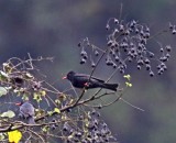 Black Bulbul_3687.jpg