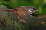 Nonggang Babbler_3805.jpg