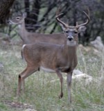 Whitetail Deer_0165.jpg