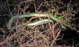 Boomslang_0599.jpg
