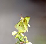 Clouded Sulphur_4937.jpg