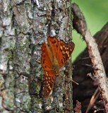 Tawny Emperor_3856.jpg