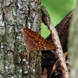 Tawny Emperor__3860.jpg