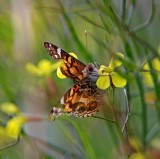 American Lady_5058.jpg