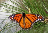 Monarch - male_6110.jpg