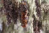 Monarch hibernation_3416.jpg