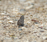 Spring Azure_0198.jpg