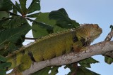 Green Iguana_2611.jpg