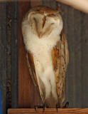 American Barn Owl_6743.jpg