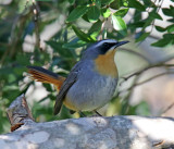 Cape Robin-Chat_2090.jpg