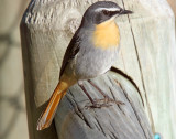 Cape Robin-Chat_9176.jpg