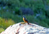 Cape Rock Thrush - male_2484.jpg