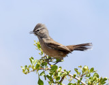 Karoo Scrub Robin_2900.jpg