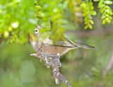 Orange River White-eye_2955.jpg