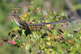 #41 Cape Sugarbird - male_8785.jpg