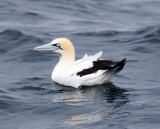 Cape Gannet_1941.jpg