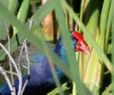 African Swamphen_0646.jpg