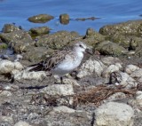 Little Stint - winter_3622.jpg