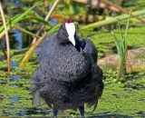 Red-knobbed Coot_0607.jpg