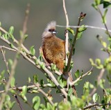 Speckled Mousebird_2042.jpg