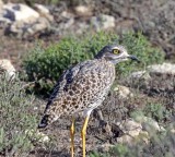 Spotted Thick-knee_3474.jpg