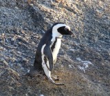 African Penguin_9094.jpg
