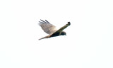 African Marsh-Harrier_5733.jpg