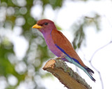 Broad-billed Roller_6057.jpg
