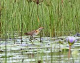 Lesser Jacana_5758.jpg