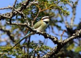 White-throated Bee-eater_4507.jpg