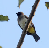 Common Bulbul_4719.jpg