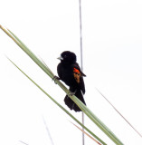 Fan-tailed Widowbird - male_5625.jpg