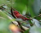 Red-billed Firefinch_6020.jpg
