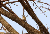 African Gray Woodpecker - female_5221.jpg