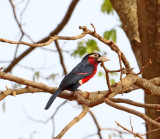 Double-toothed Barbet_5326.jpg