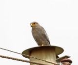 Gray Kestrel_5363.jpg