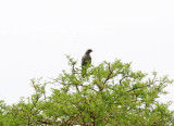 Dark Chanting-Goshawk_5697.jpg